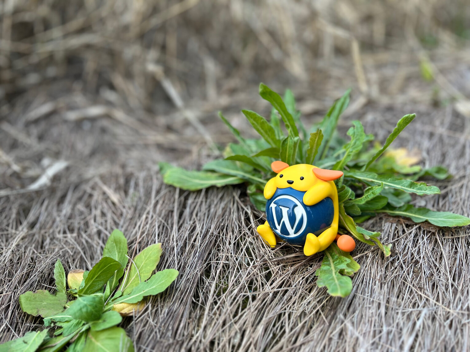 为 WordPress 生态添加色彩,Wapuu 高清 4K 壁纸开放共享。